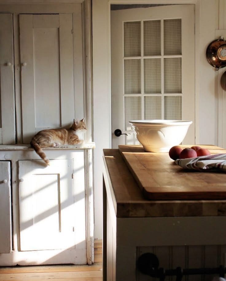 Cat in kitchen, natural sunlight